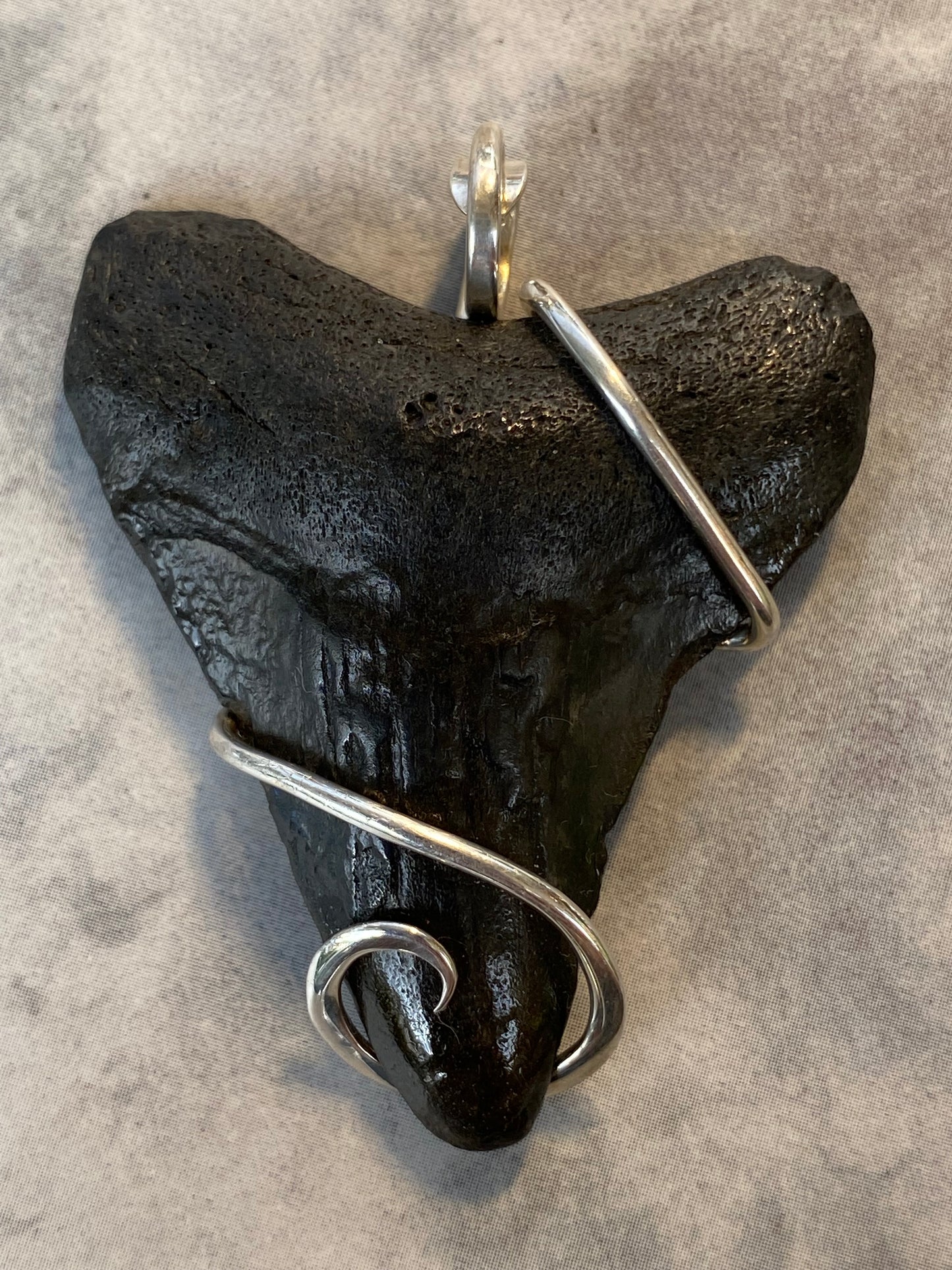 Megalodon Shark Tooth in Sterling Silver Tension Wrapped Pendant