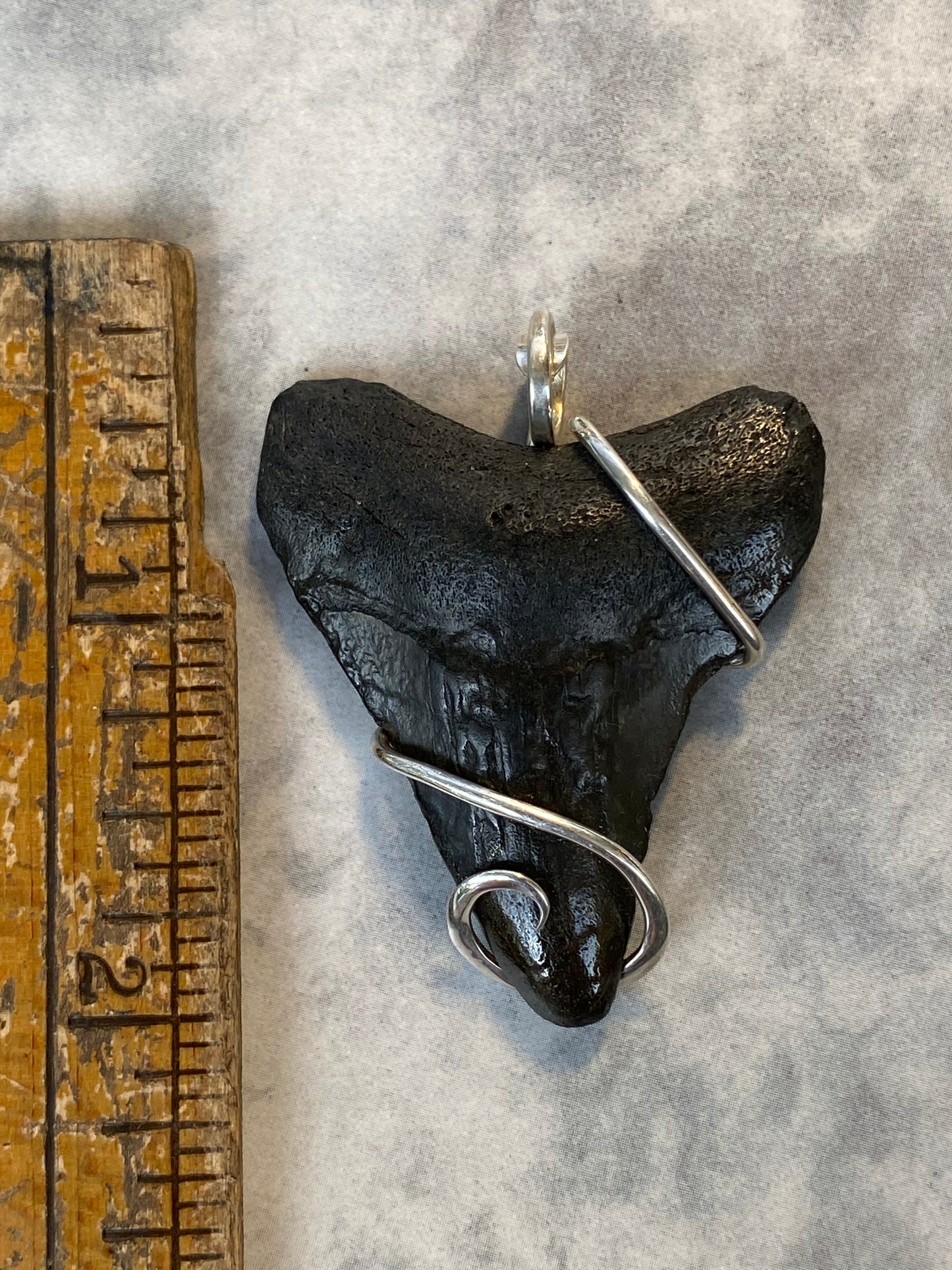 Megalodon Shark Tooth in Sterling Silver Tension Wrapped Pendant