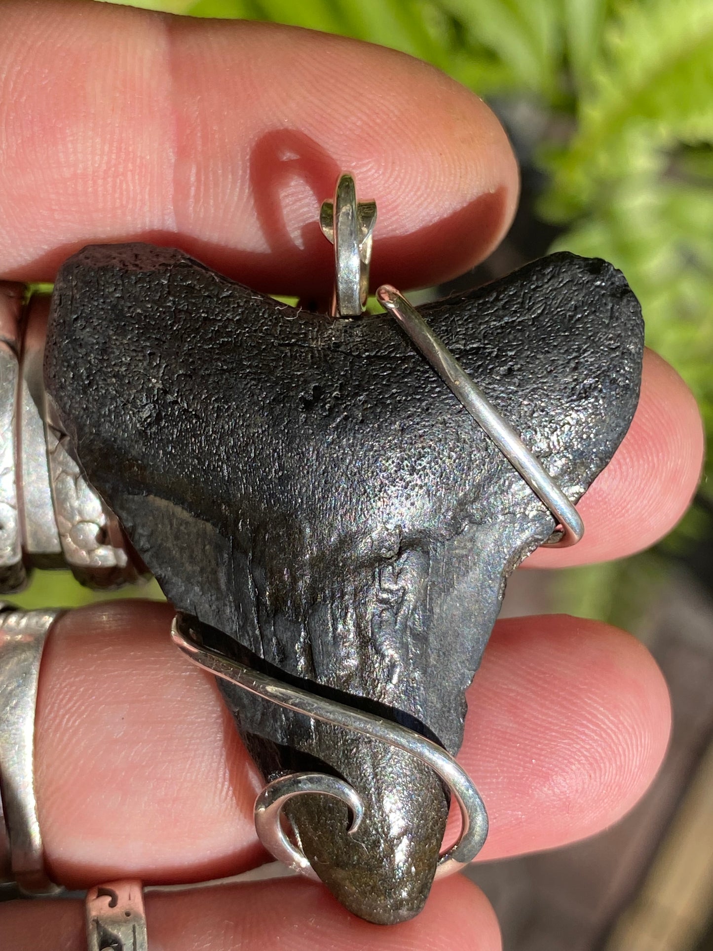 Megalodon Shark Tooth in Sterling Silver Tension Wrapped Pendant