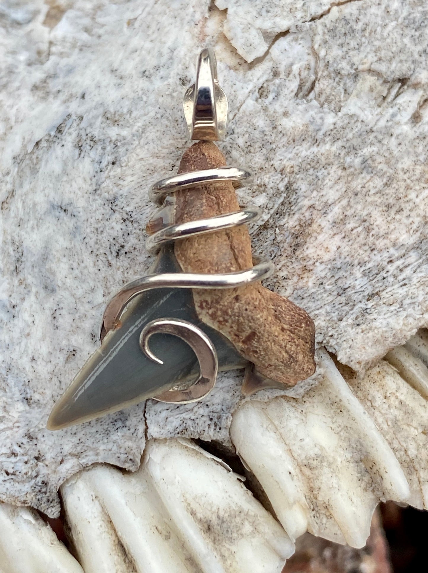 Natural Shark Tooth in Sterling Silver Tension Wrapped Pendant