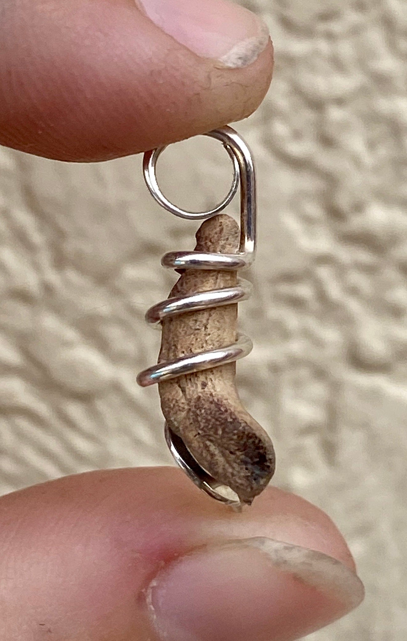 Natural Shark Tooth in Sterling Silver Tension Wrapped Pendant