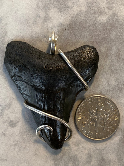 Megalodon Shark Tooth in Sterling Silver Tension Wrapped Pendant