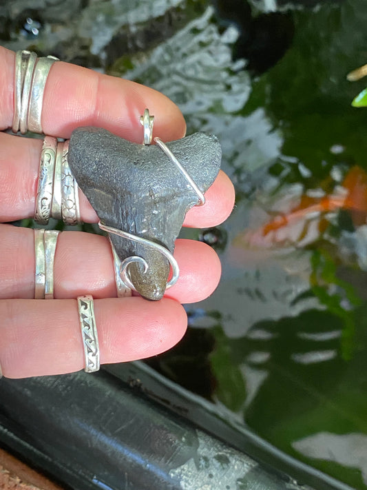 Megalodon Shark Tooth in Sterling Silver Tension Wrapped Pendant